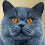 British Shorthair Cat