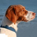 Brittany Spaniel