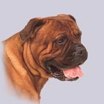 Bullmastiff