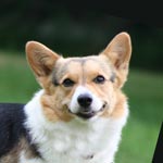 Cardigan Welsh Corgi