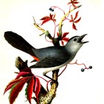 Catbird