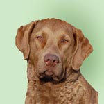 Chesapeake Bay Retriever