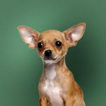 Chihuahua Dog