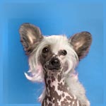 Chinese Crested Dog