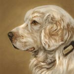 Clumber Spaniel