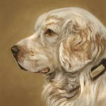 Clumber Spaniel