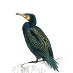 Cormorant