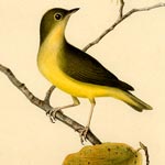 Connecticut Warbler