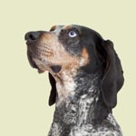 Coonhound