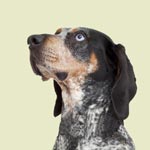 Coonhound