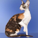 Cornish Rex Cat