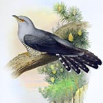 Cuckoo