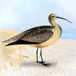 Curlew