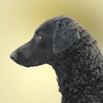 Curly Coated Retriever