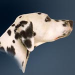 Dalmatian Dog