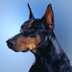 Doberman Pinscher