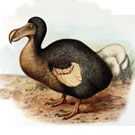 Dodo