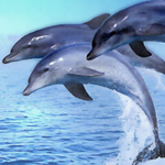 Dolphins