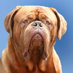 Dogue de Bordeaux