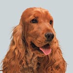 English Cocker Spaniel