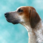 English Foxhound