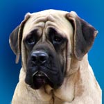 English Mastiff