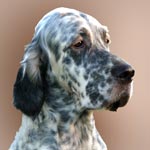 English Setter