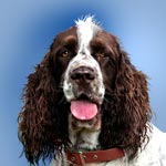 English Springer Spaniel