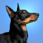 English Toy Terrier