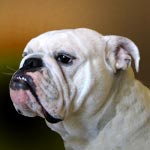 English Bulldog