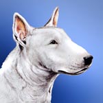 English Bull Terrier