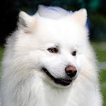 Canadian Eskimo Dog