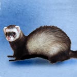 Ferret