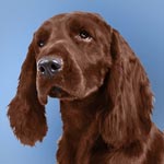 Field Spaniel