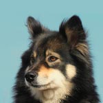 Finnish Lapphund