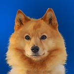 Finnish Spitz