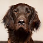 Flat-Coated Retriever