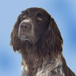 German Longhaired Pointer