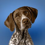 German Shorthaired Pointer