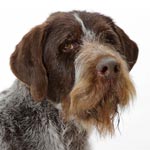 German Wirehaired Pointer