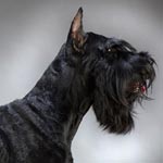 Giant Schnauzer