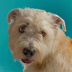 Glen of Imaal Terrier