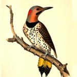 Northern Flicker