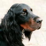 Gordon Setter