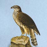 Goshawk