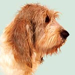 Basset Griffon Vendeen BGV (Grand)