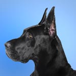 Great Dane