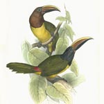 Green Aracari