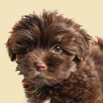 Havanese