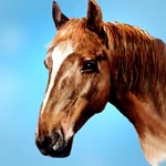 Horses Profile